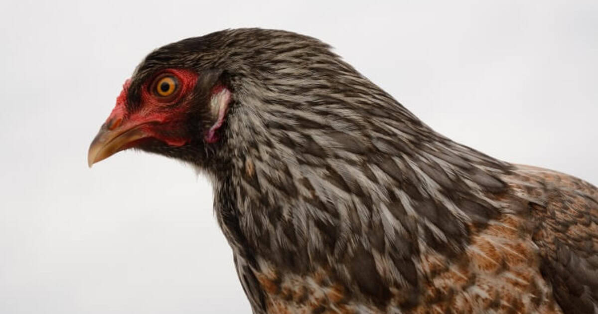 Ameraucana Chickens have red eyes