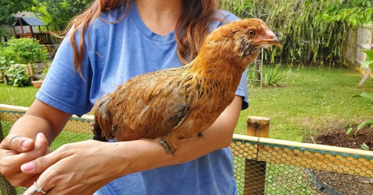 Ameraucana or Easter Egger