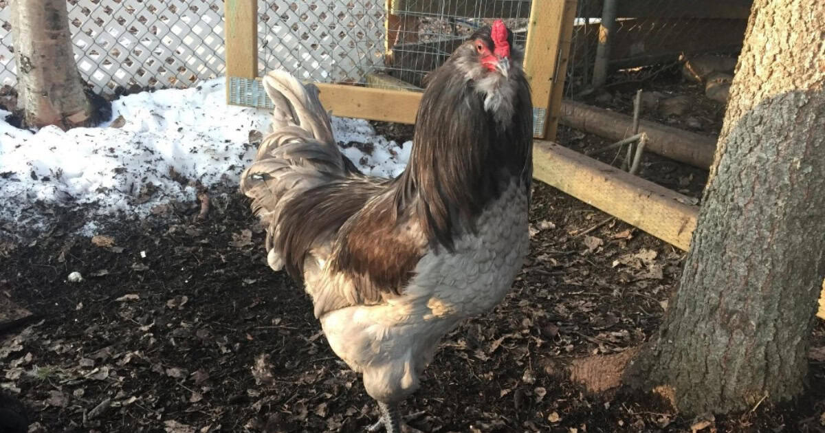 Ameraucanas can handle cold but not freezing climates