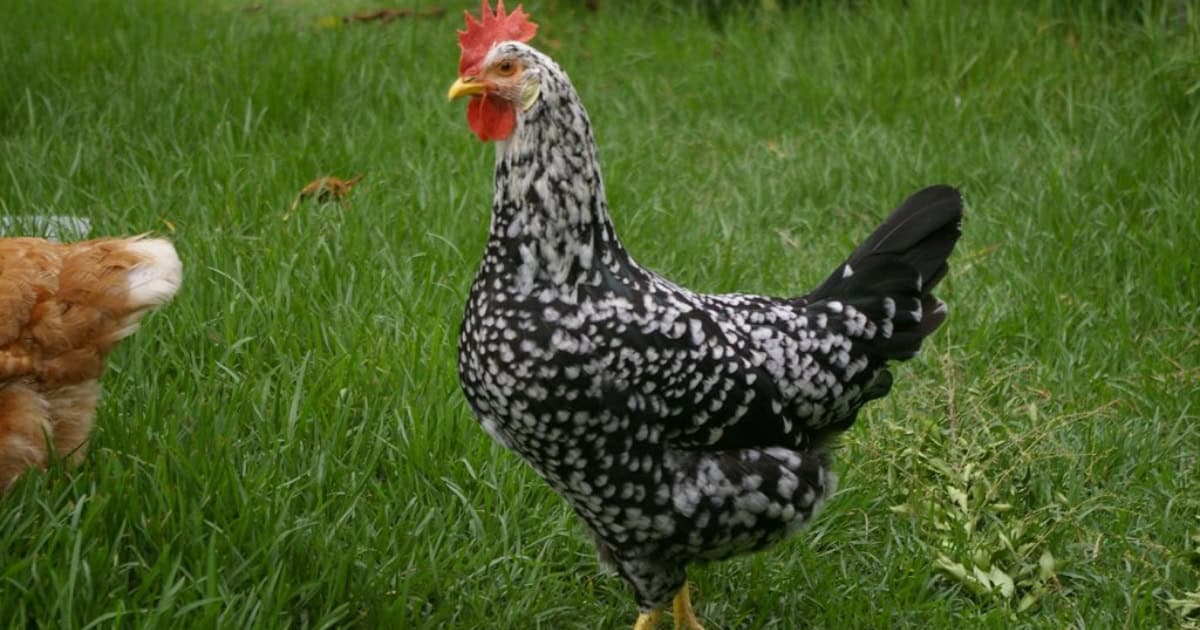 Ancona Chicken Appearance