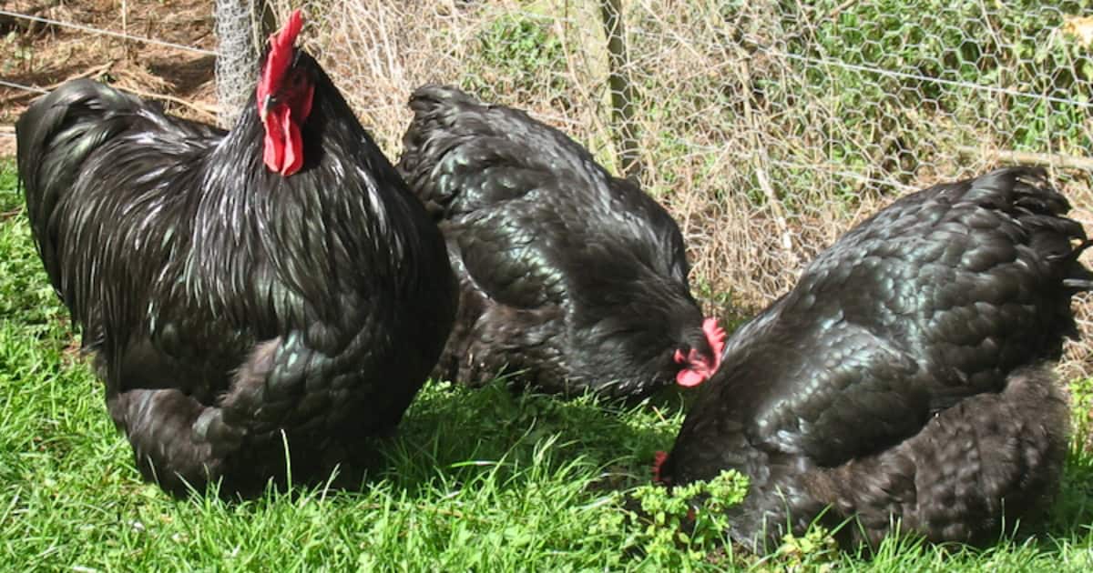 Black Orpington Chickens