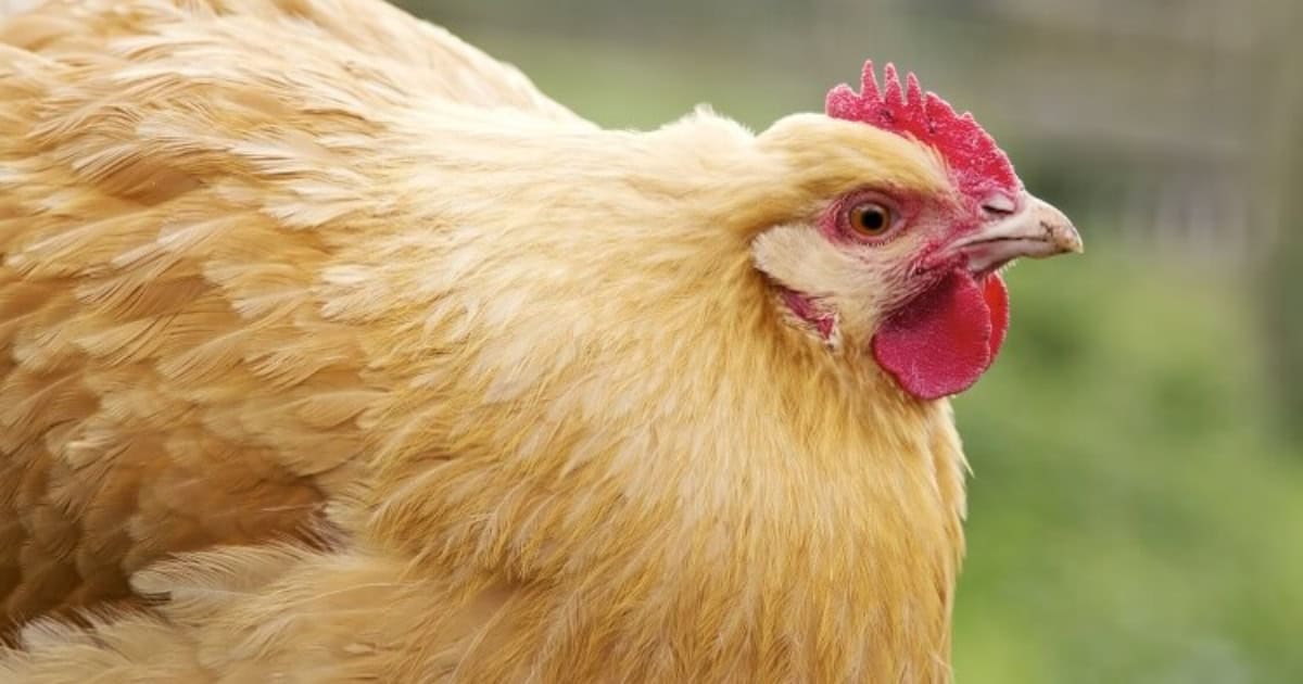 Buff Orpington Chickens