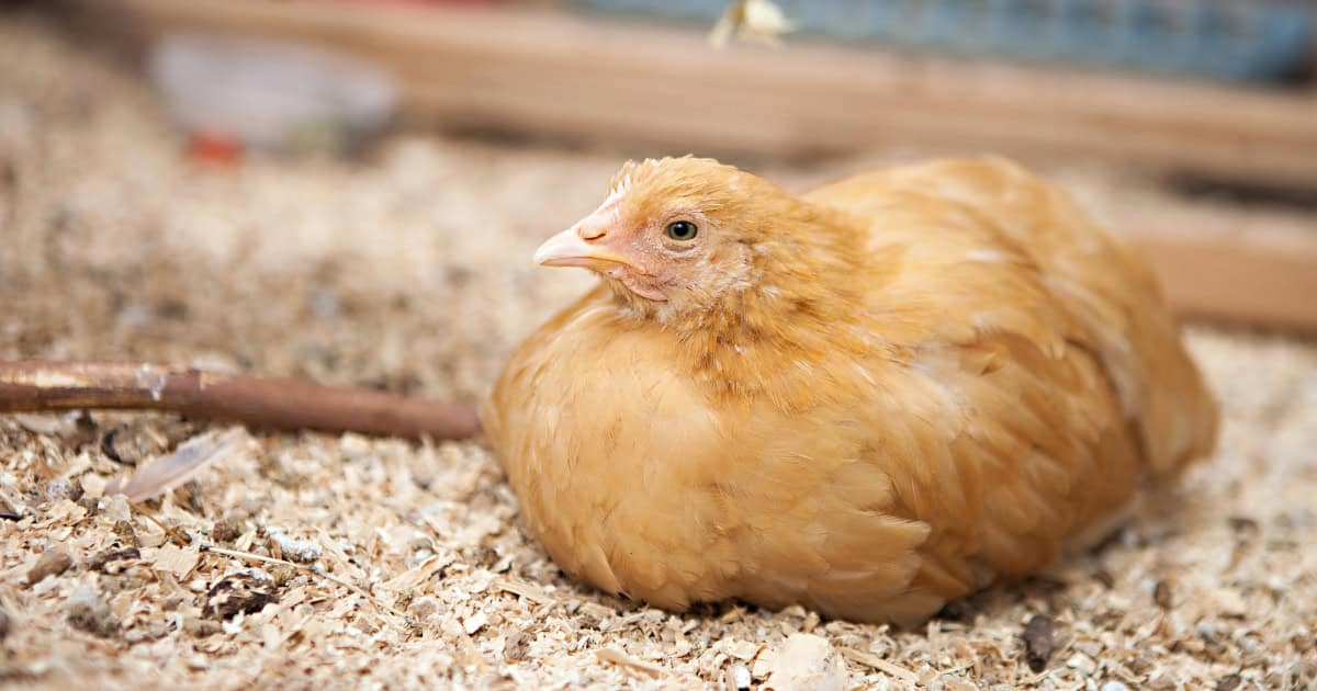 Orpington Chicken Breeding