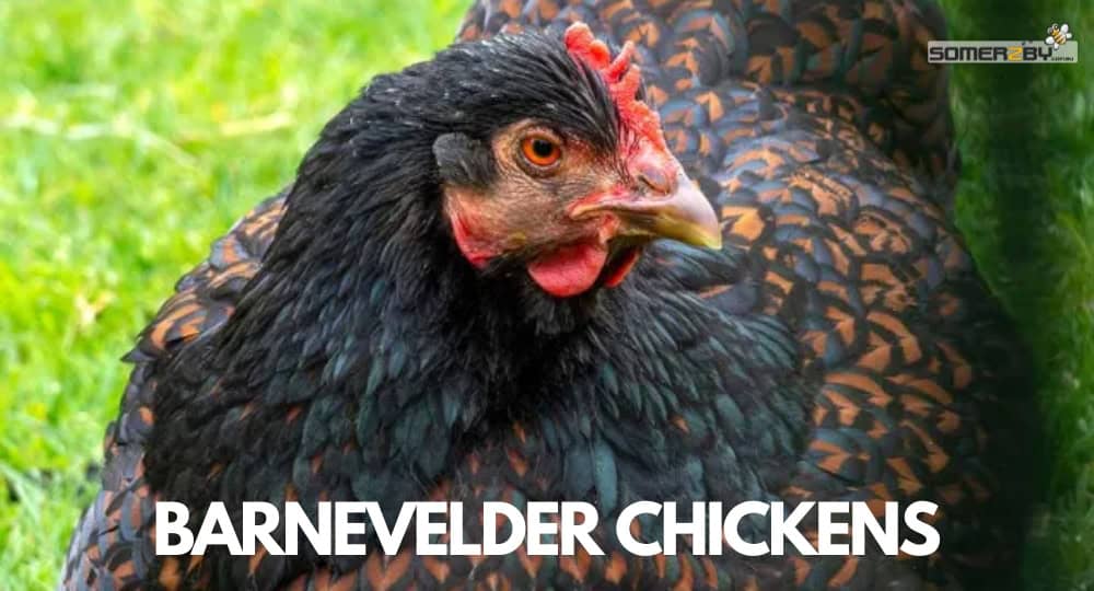 Barnevelder Chicken Breed