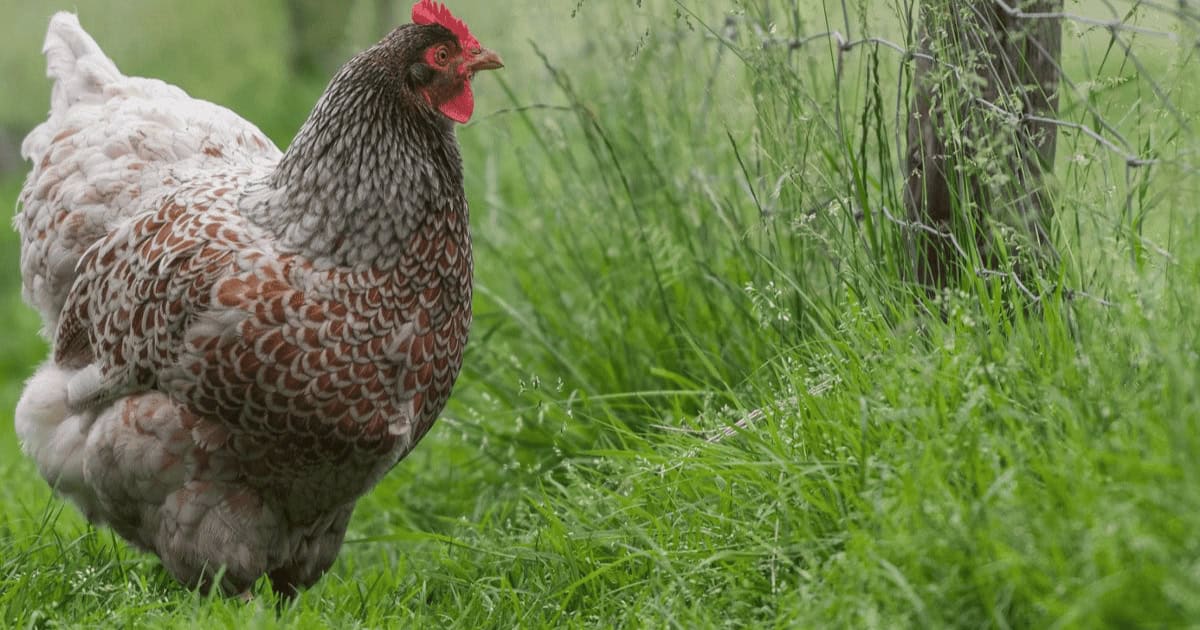 Silver Blue Barnevelder Chicken