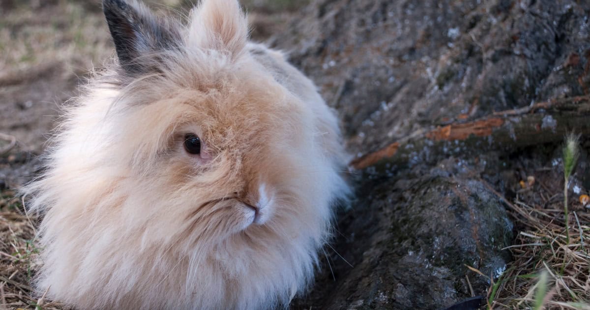 Angora rabbit with fluffy coat