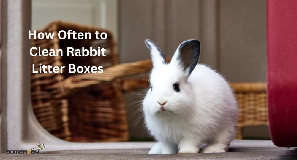 How Often to Clean Rabbit Litter Boxes