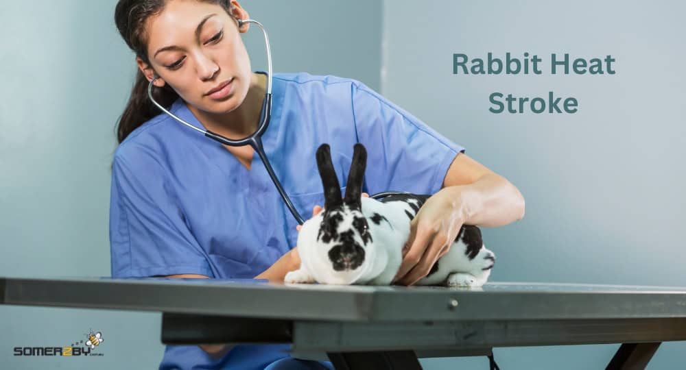 Rabbit Heat Stroke