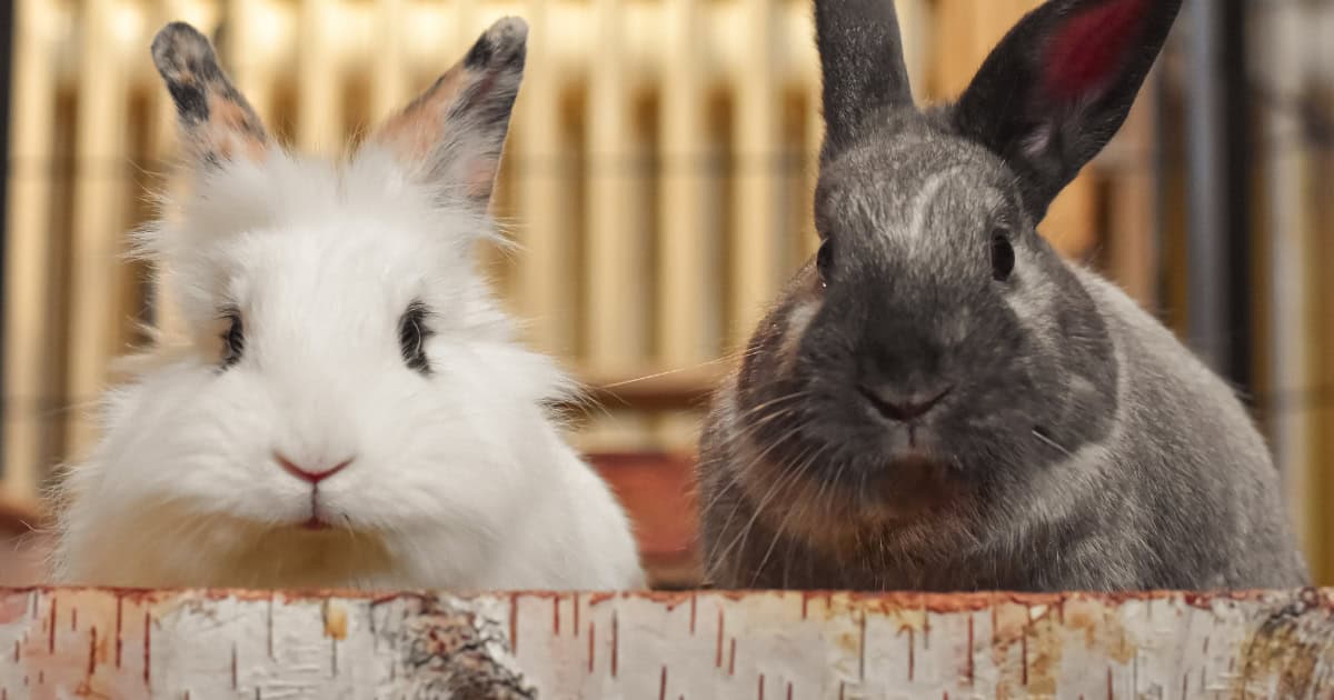 Pet rabbits
