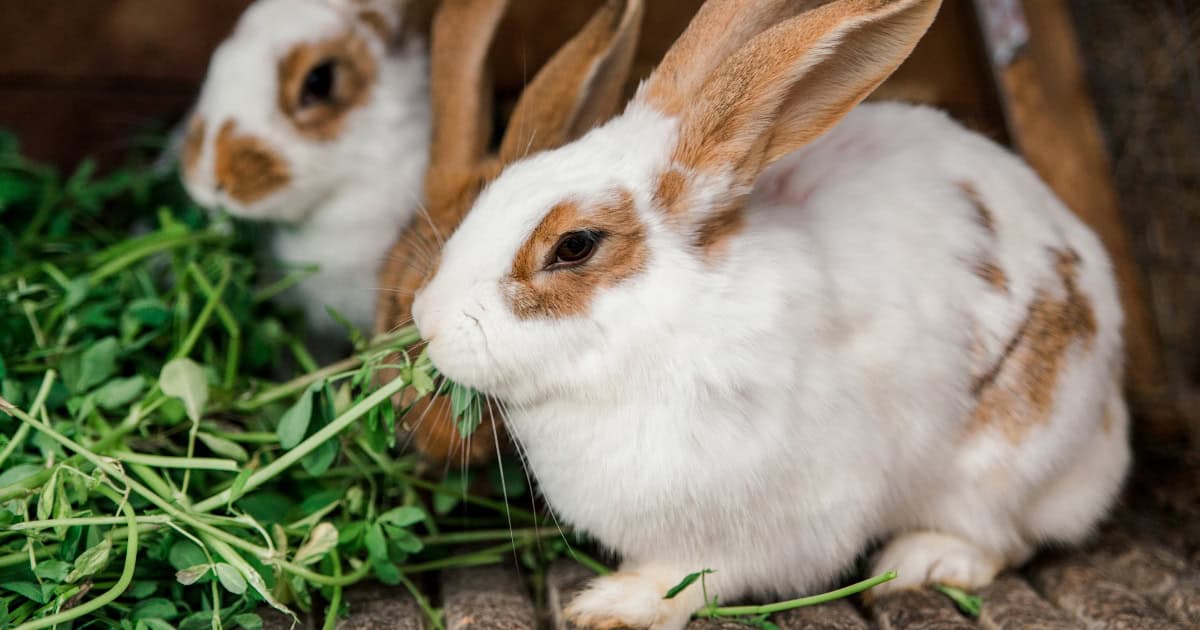 Rabbits love chewing