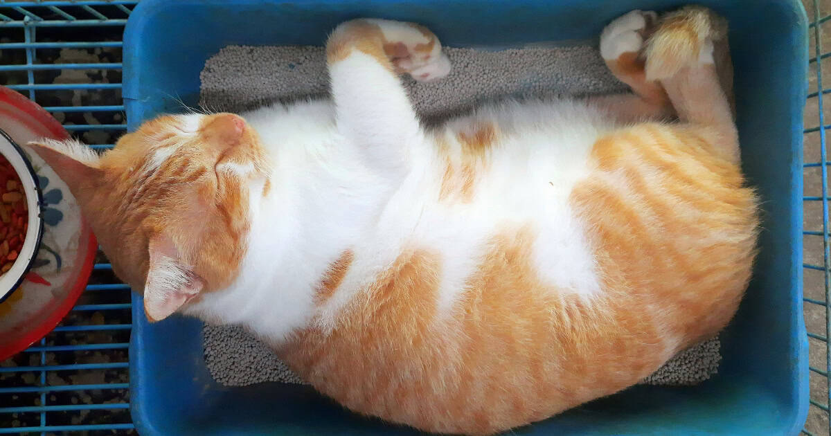 Cat sleeping in litterbox