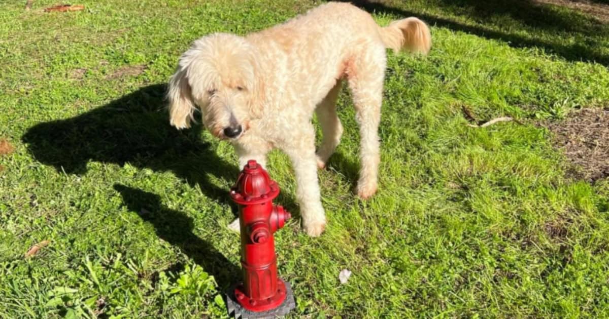 A fluffy dog looking at a red dog pee post.
