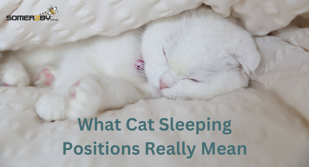What Cat Sleeping Positions Really Mean