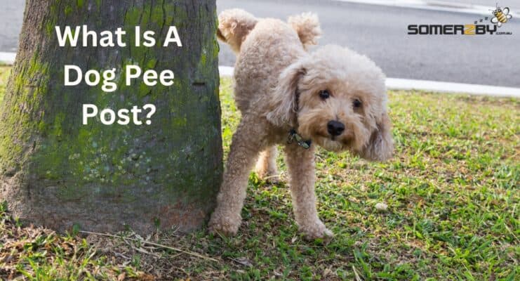 A curly haired dog peeing on a tree post.