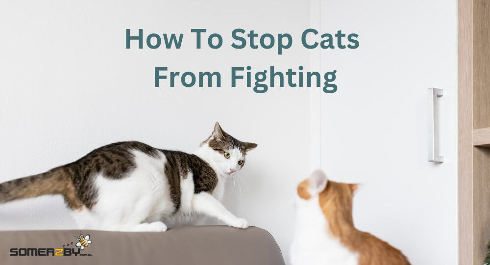 How To Stop Cats From Fighting