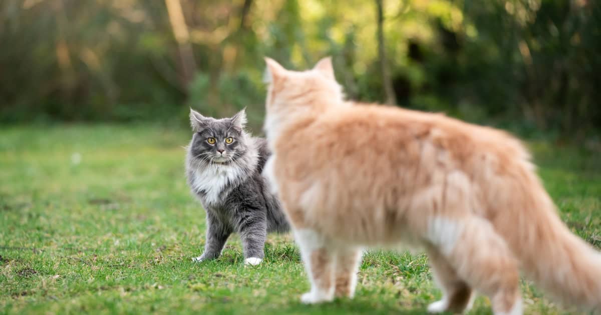 Introducing Your Cats