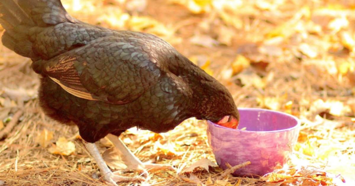 What is Typical Chicken Feed