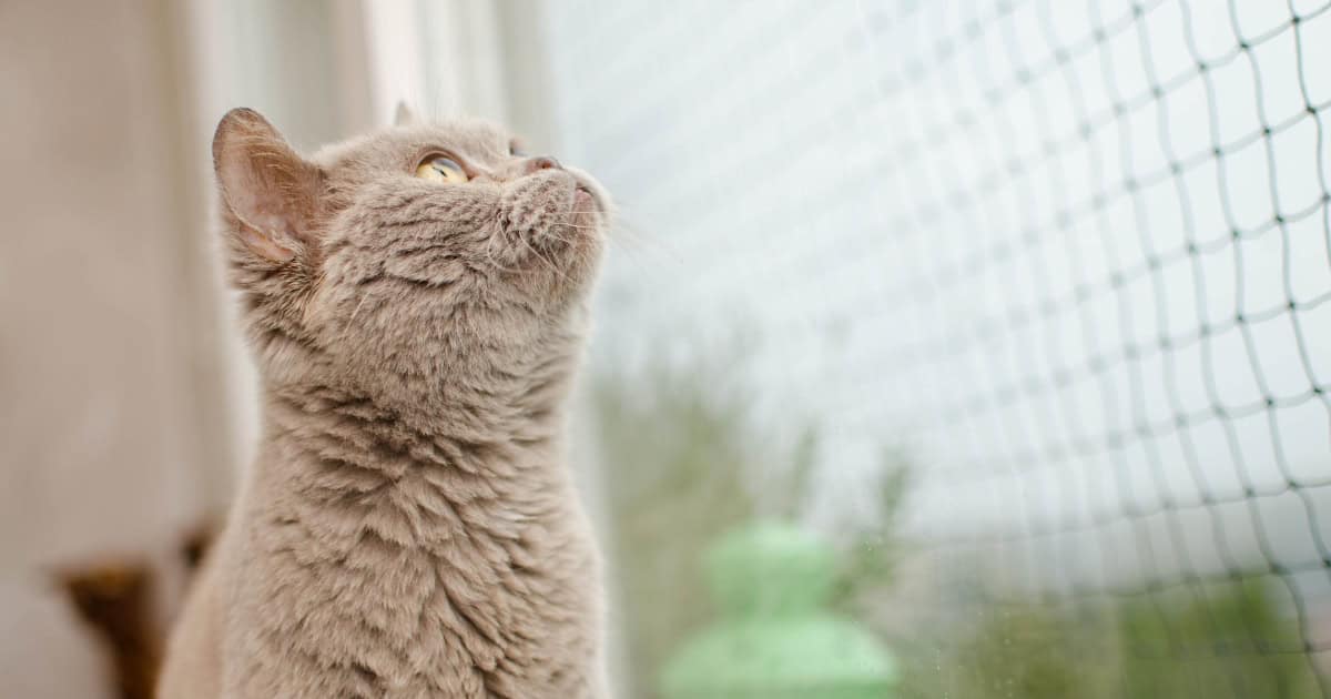 What Is Cat Netting And Does It Work On Balconies