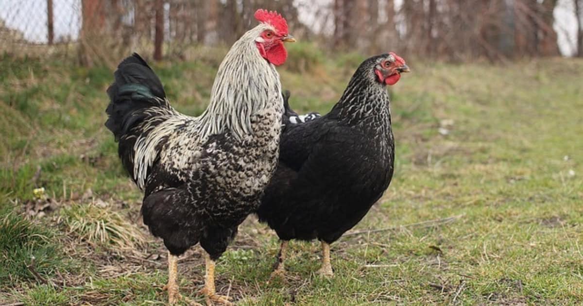 Highly ranked birds will get priority such as the best roosting bars and the most food