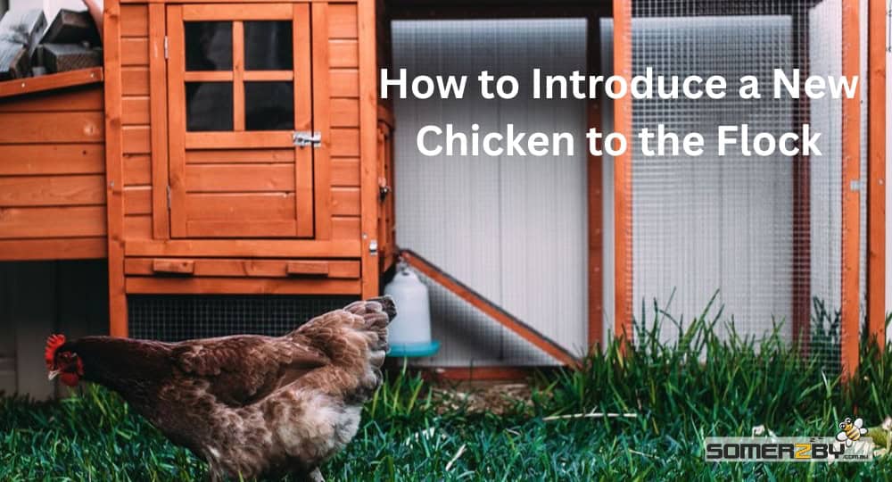 How to Introduce a New Chicken to the Flock