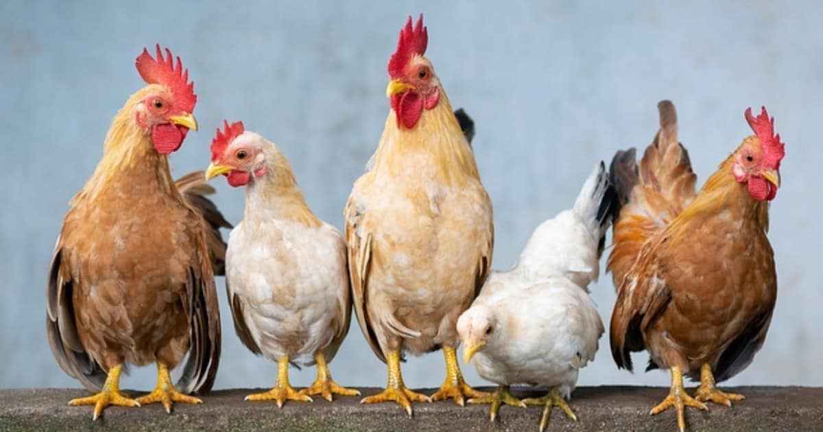 Set up your yard so the established flock can see the new chickens but cannot touch them