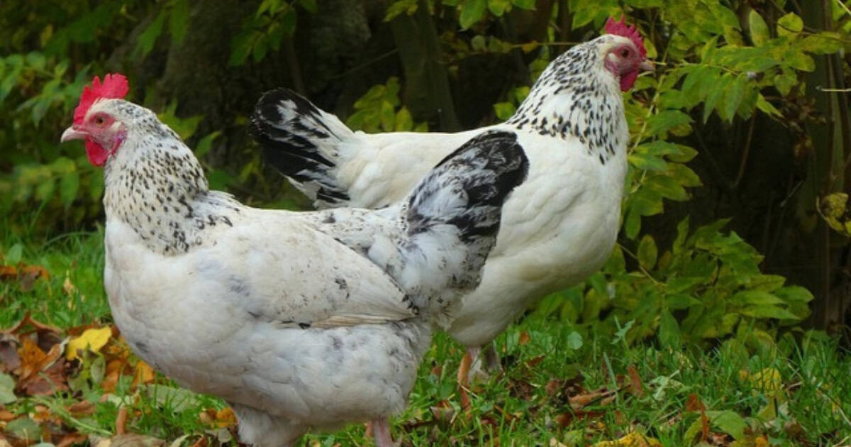 The first four weeks are your quarantine period where you need to isolate your new flock