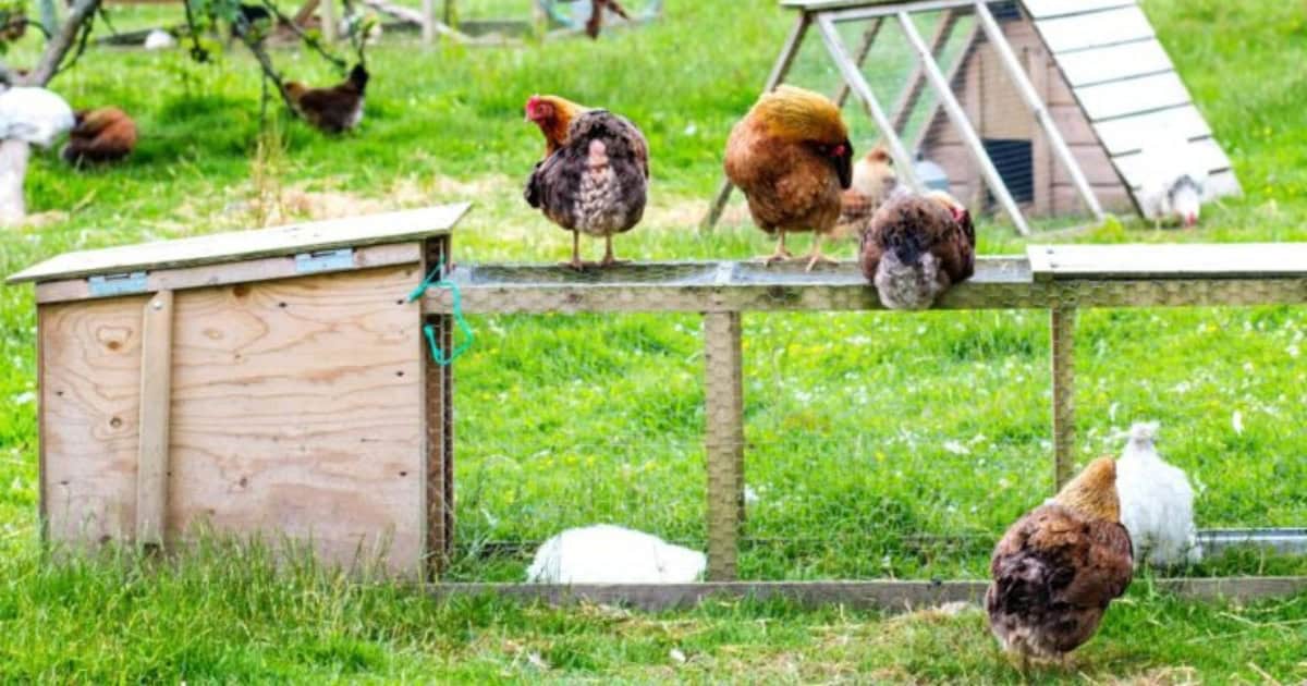 The more chickens you have the more you need to clean