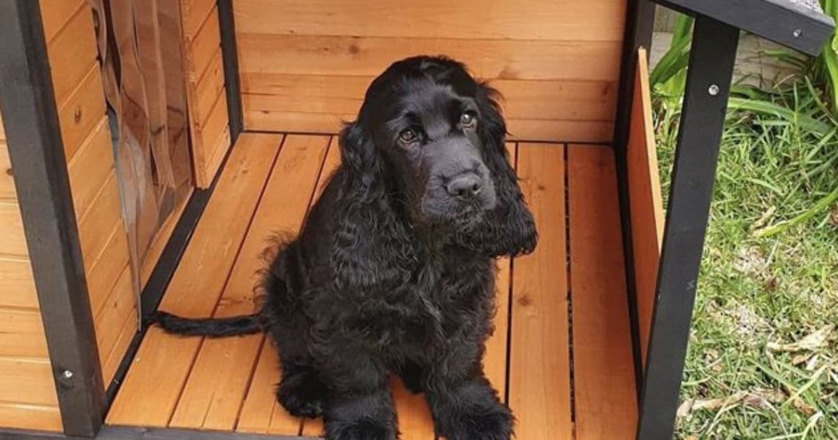 Cubby Kennel with Porch
