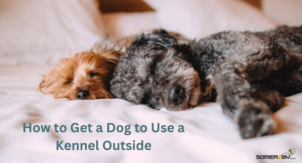 How To Get a Dog to Use a Kennel Outside