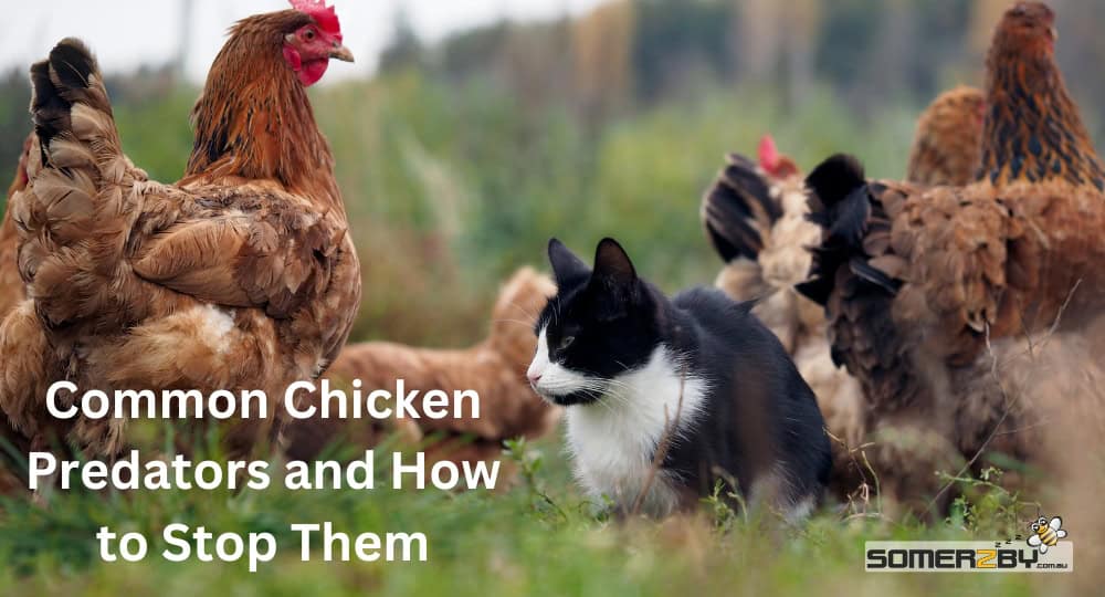 Common Chicken Predators and How to Stop Them