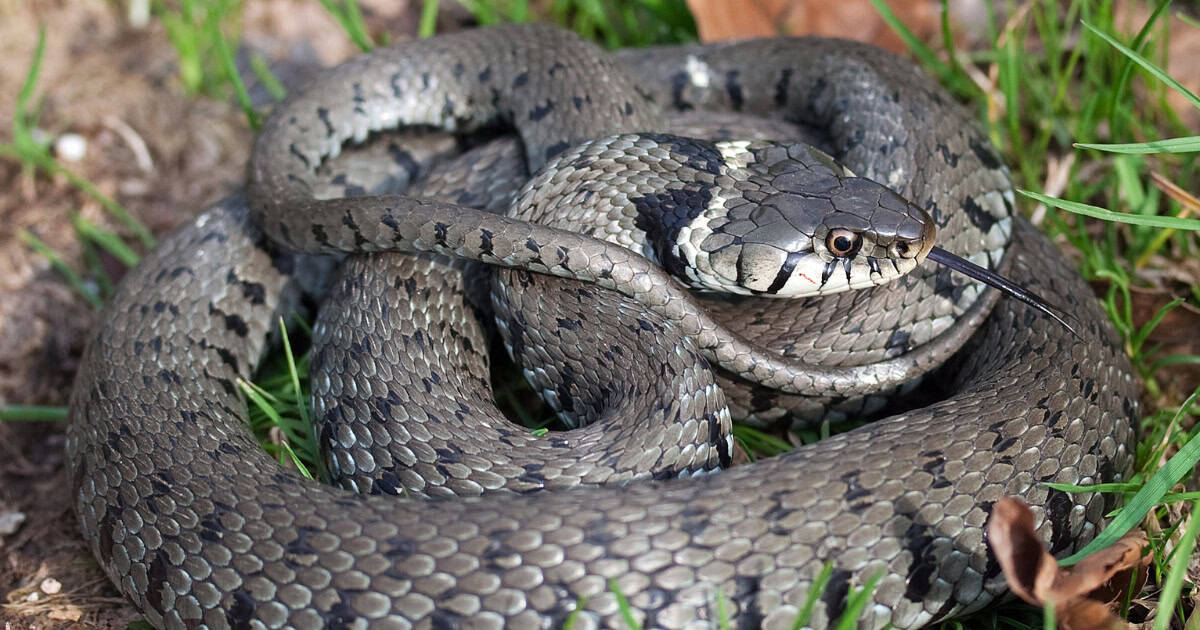 Common Chicken predator - Snake