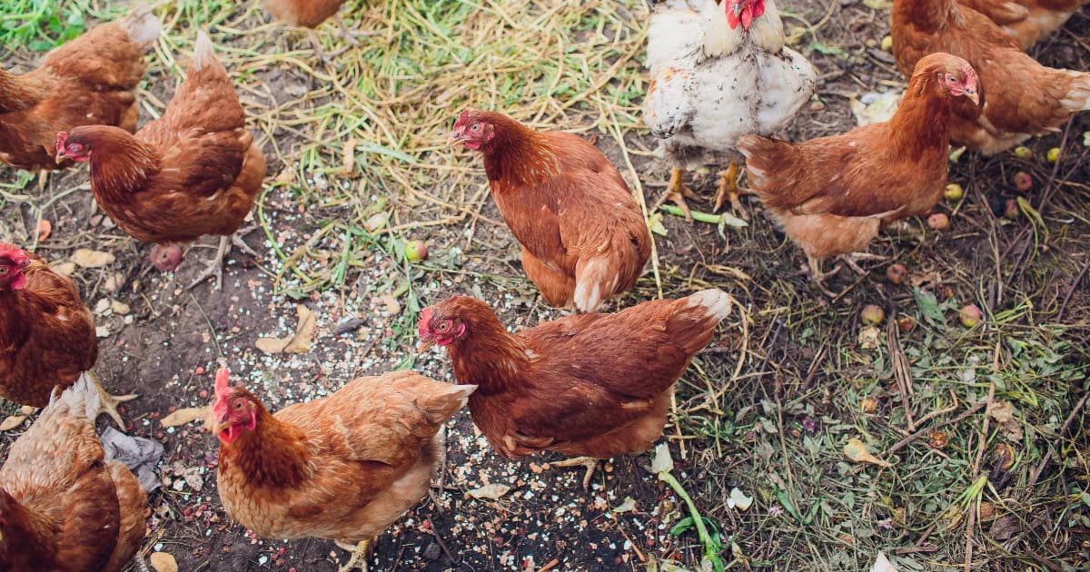 Can't They Be Free Range In The Backyard