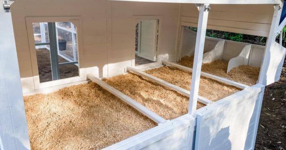 Inside Their Coop Full Time