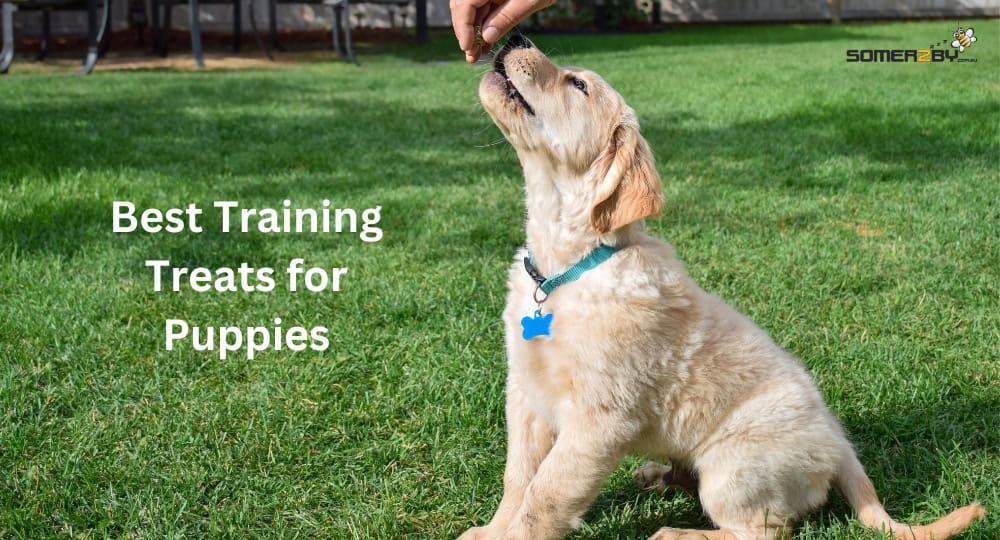 Best Training Treats for Puppies