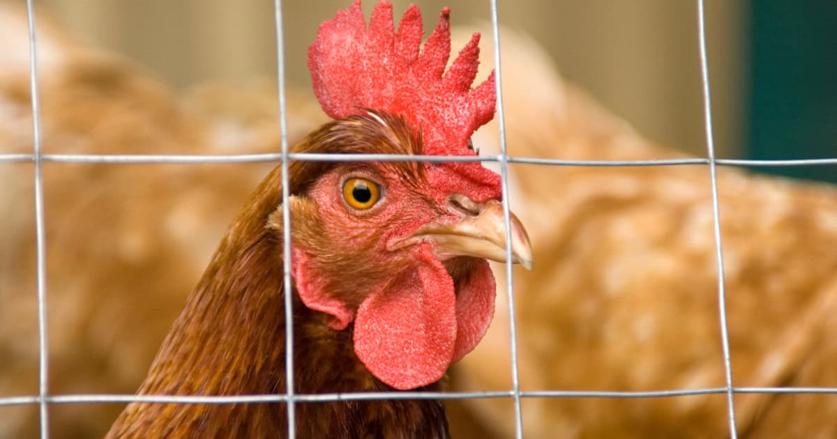 How to Protect Chickens from Predators