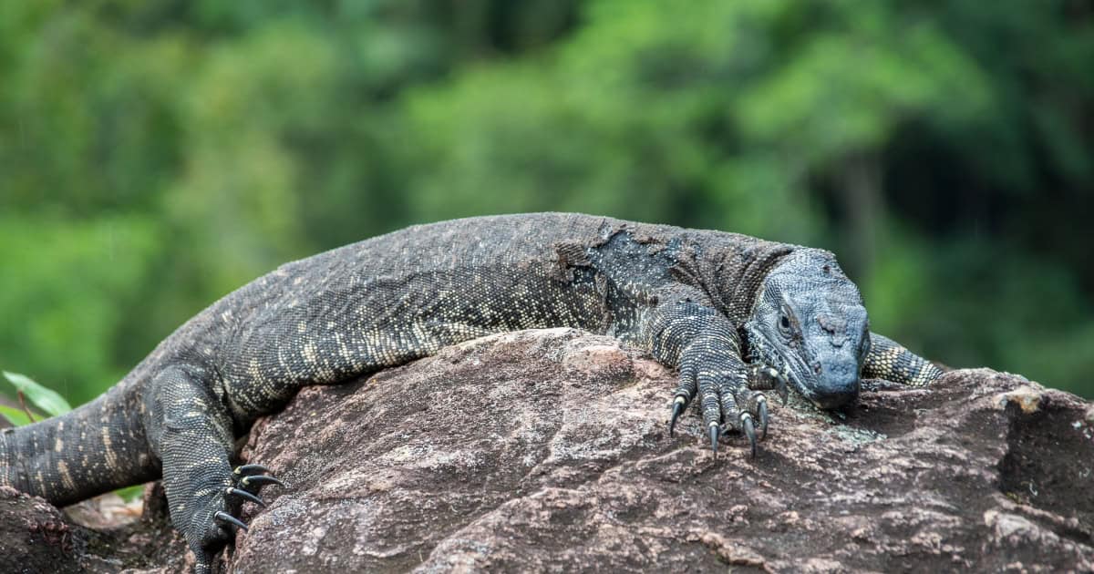 Poultry predator - goanna