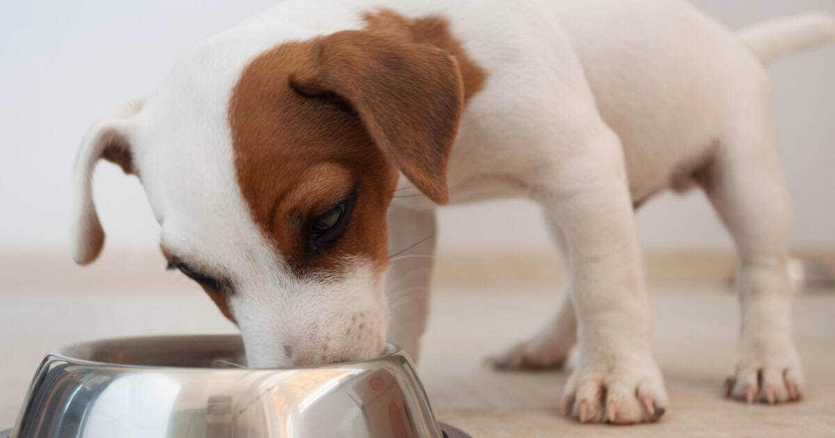 Puppy training treat