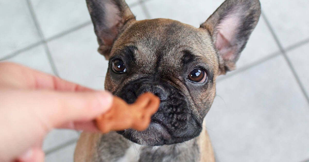 Puppy training treats