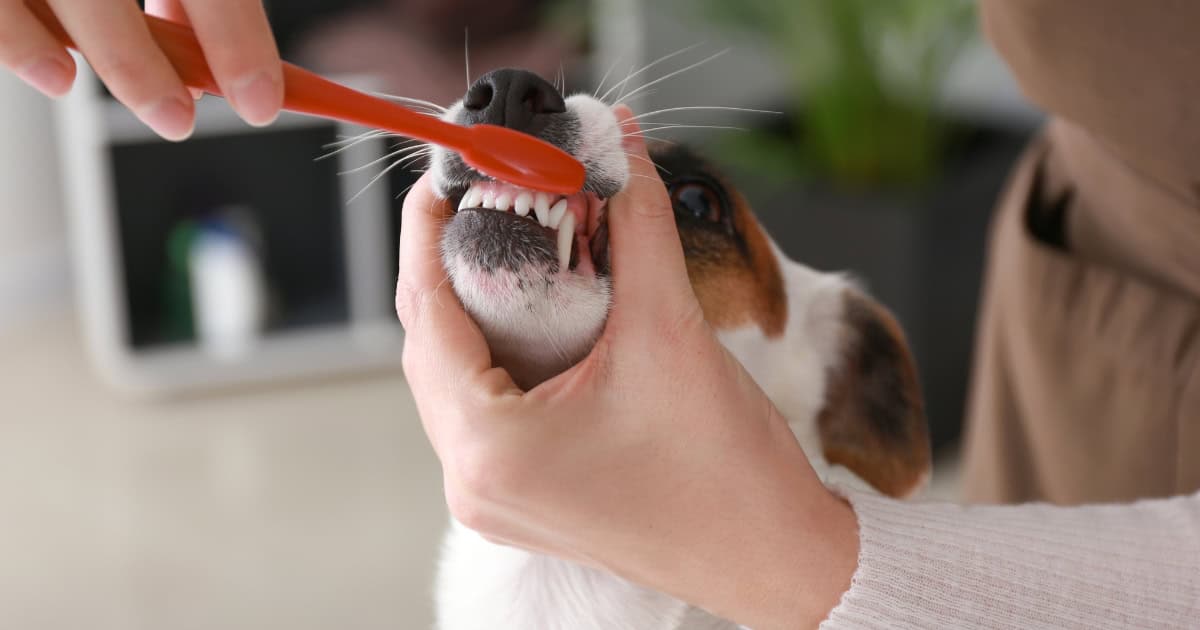 Brushing your dog's teeth