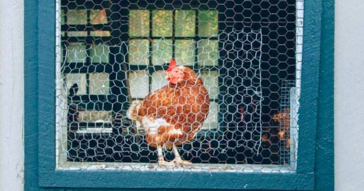 Coops designed with easy access