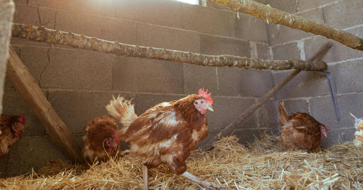 roost area should be raised up off the ground.