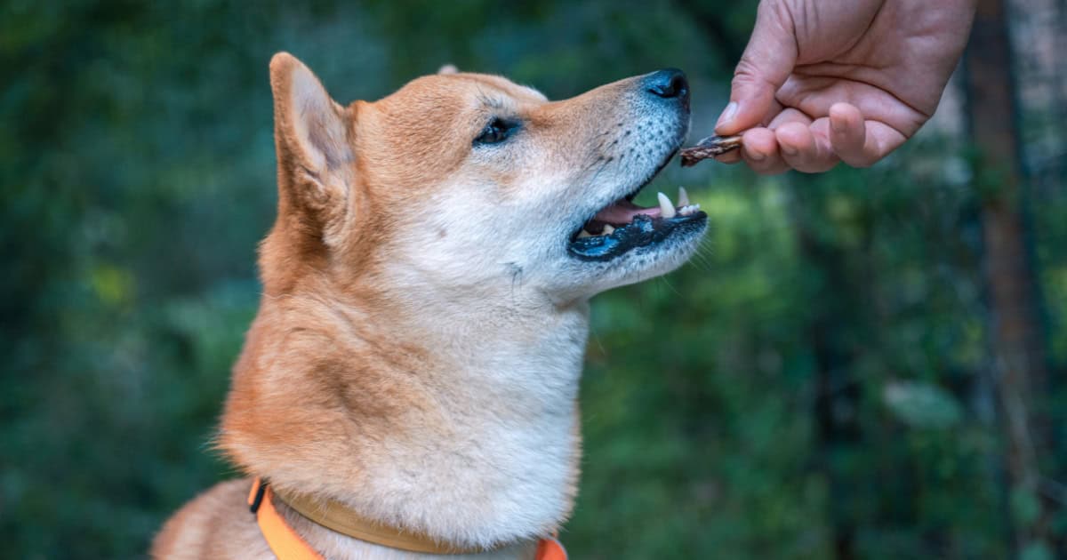 Dog eating green lipped mussel