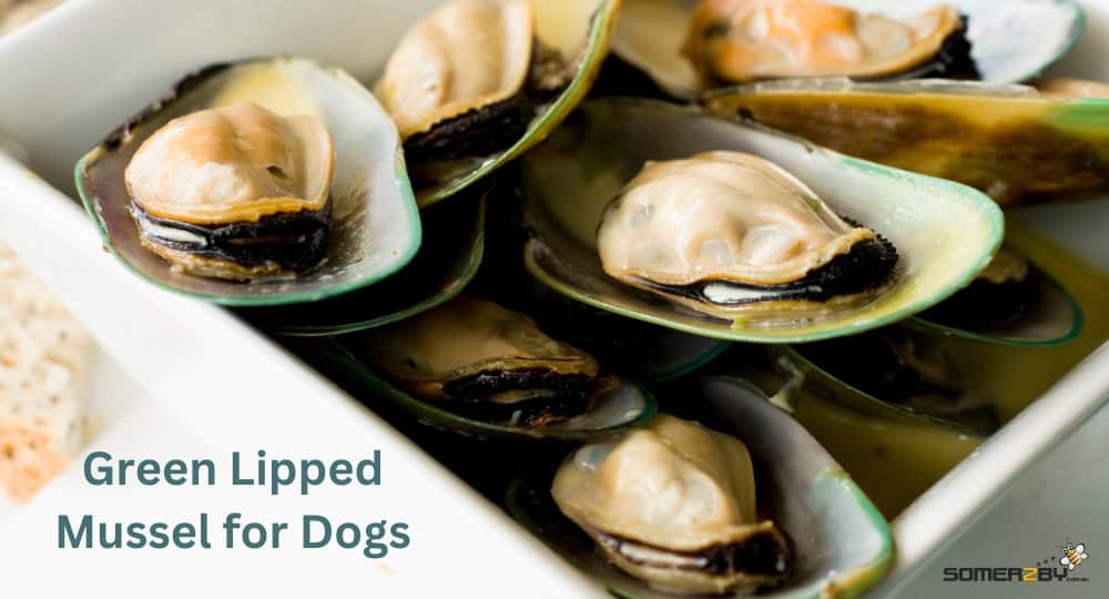 Green Lipped Mussel for Dogs