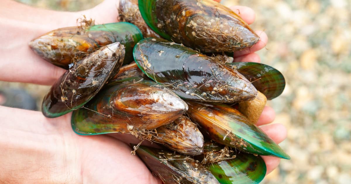 Green lipped mussels