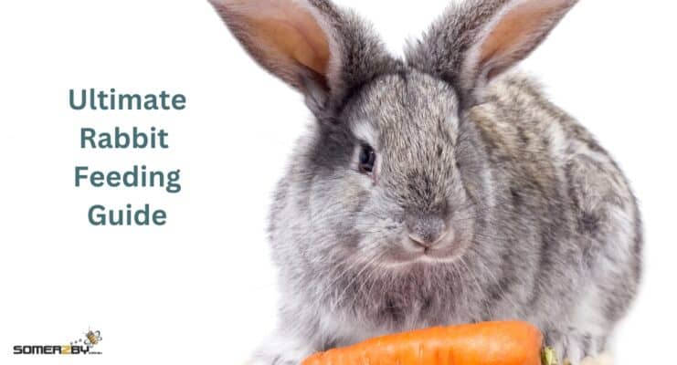 Ultimate Rabbit Feeding Guide