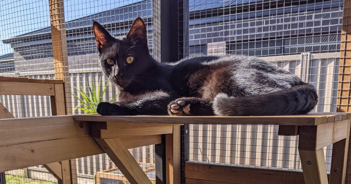 Cat sitting on shelf outdoors