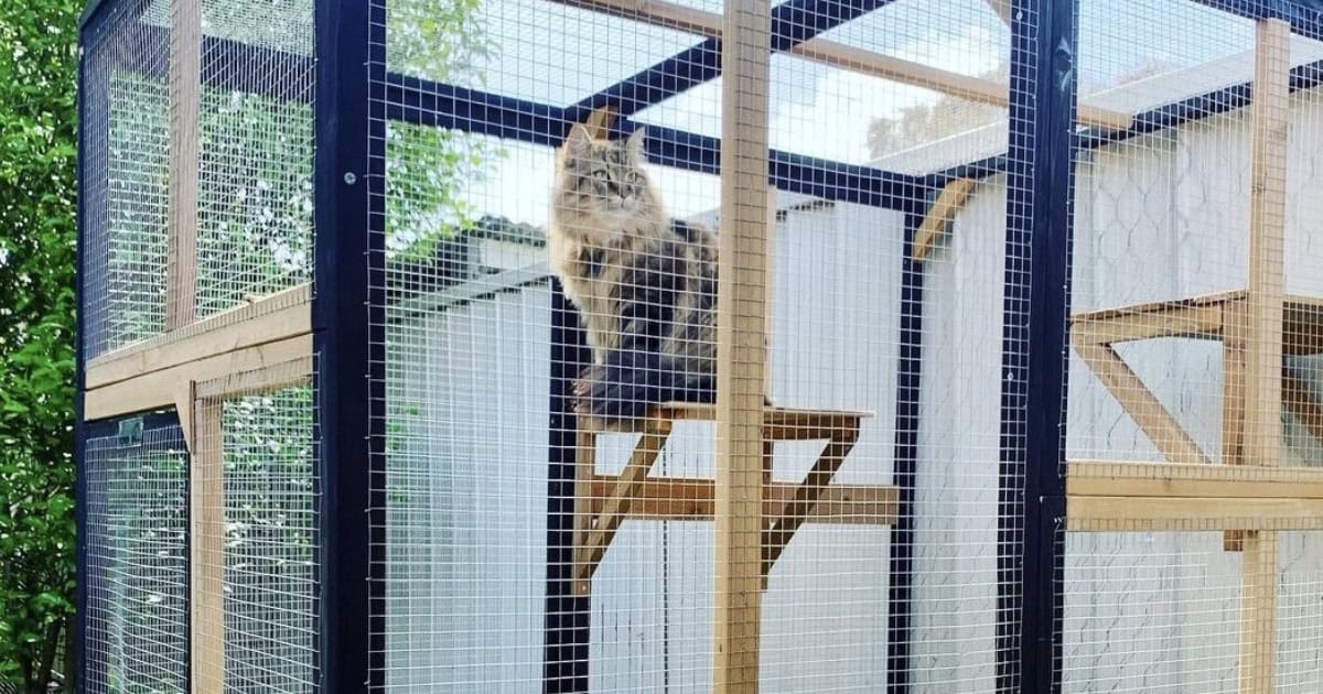 How to Find the Perfect Cat Enclosure for Your Cat Family