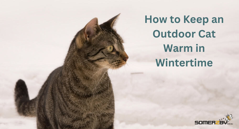 How to Keep an Outdoor Cat Warm in Wintertime