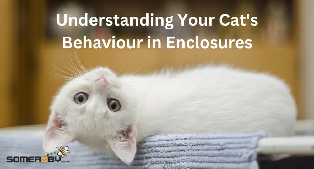 Understanding Your Cat’s Behaviour in Enclosures