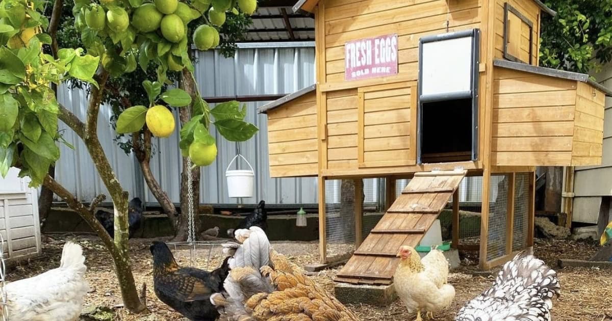 Automatic Door Openers